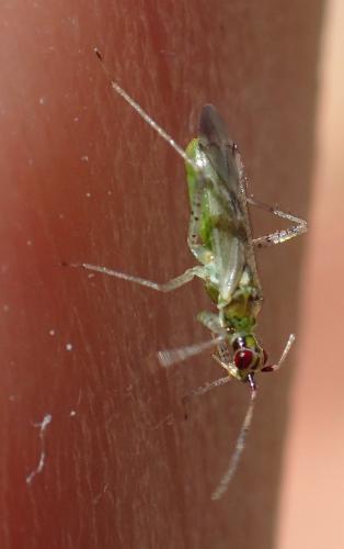 Réf. 298 373 : Dicyphus sp.